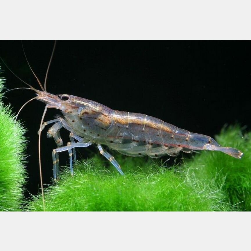 Креветка Caridina multidentata 2,5см 