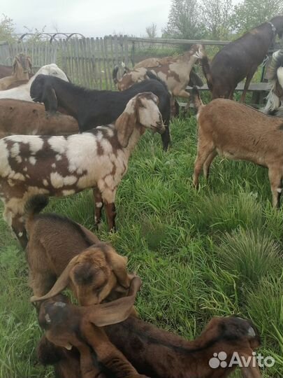 Козлята камори