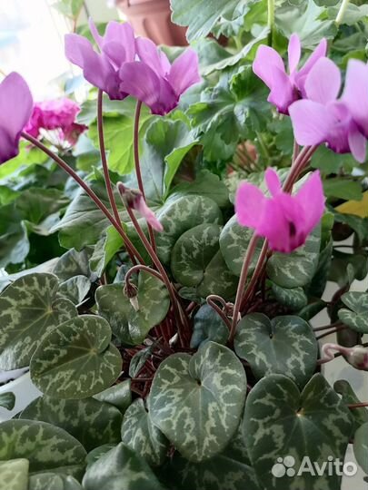 Альпийская фиалка цикламен