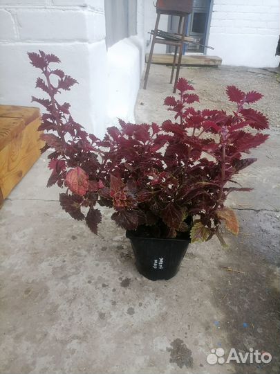 Колеусы в горшках и на срез