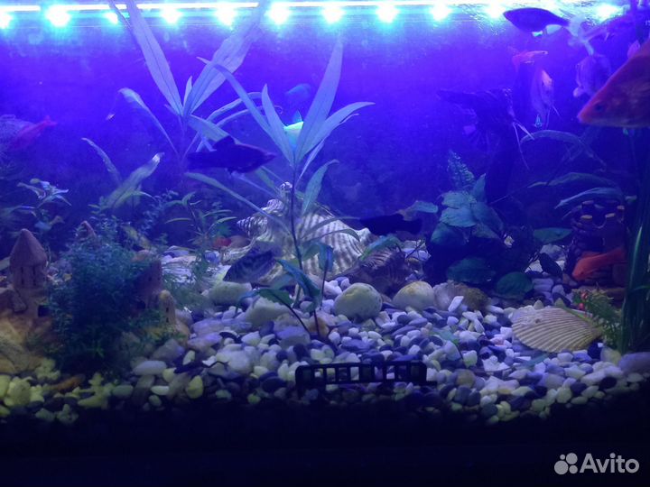 Рыбки аквариумные