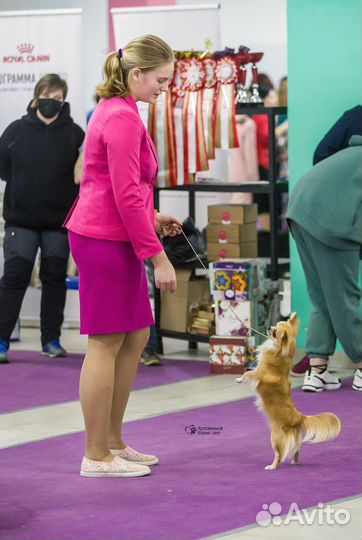 Чихуахуа взрослый кобель