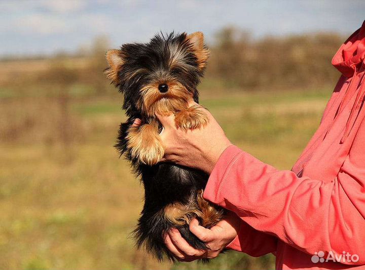 Йоркширский терьер девочка в семью
