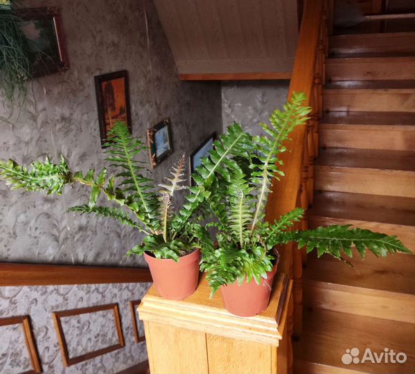 Блехнум gibbum brasiliense volkano