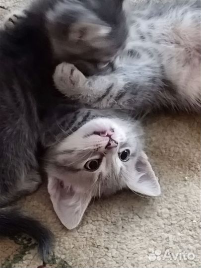 Очаровательные котята