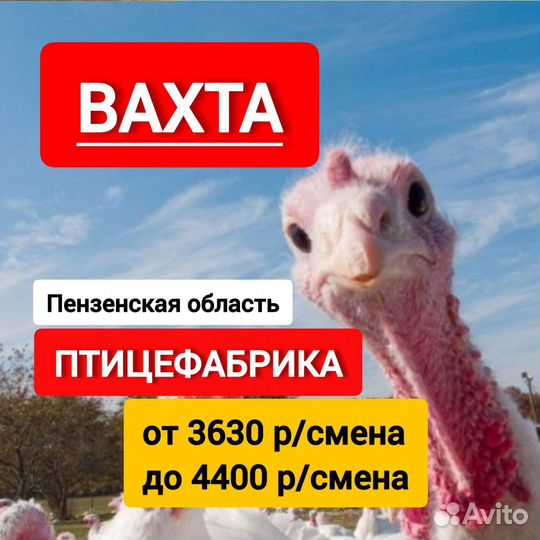 Разнорабочий Птицефабрика Вахта для всех без опыта