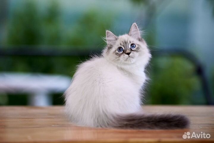 Невский маскарадный котёнок