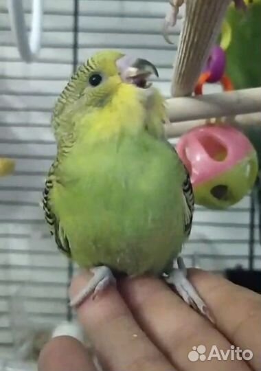 Супер ручная девочка(попугай)
