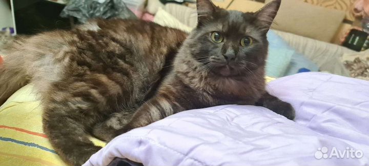 Котята и кот в добрые руки