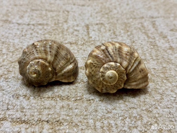Морские ракушки раковины 2 шт