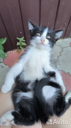 Котенок кот