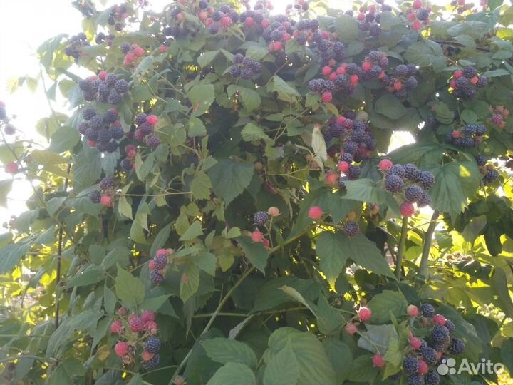 Саженцы черной смородины, малины, ежевики, лука