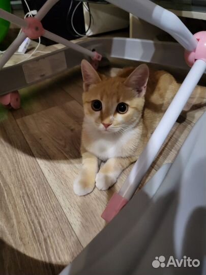 Кошечка