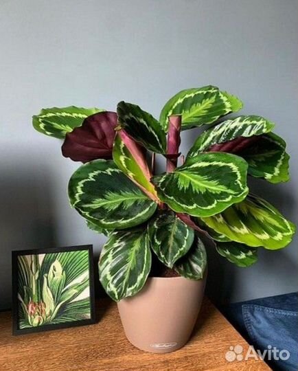 Комнатные растения и цветы