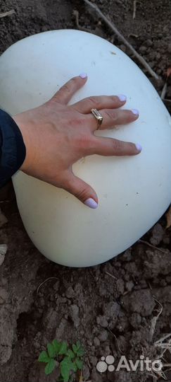 Гриб головач(дождевик)