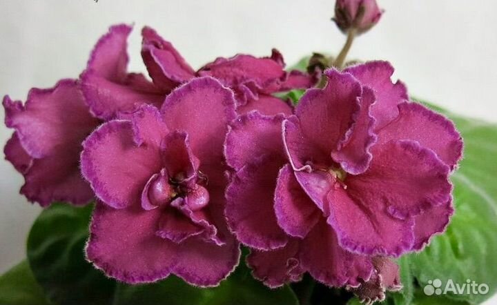 Фиалки сортовые