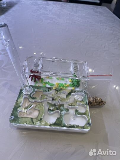 Муравьиная ферма без муравьев