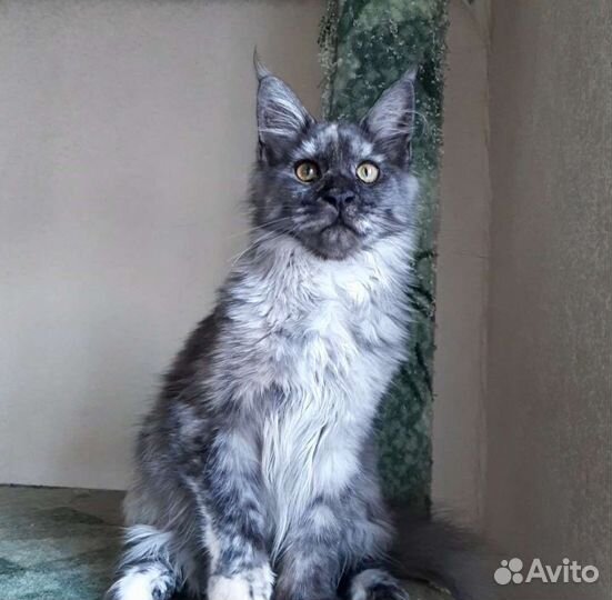 Кошечка мейн-кун