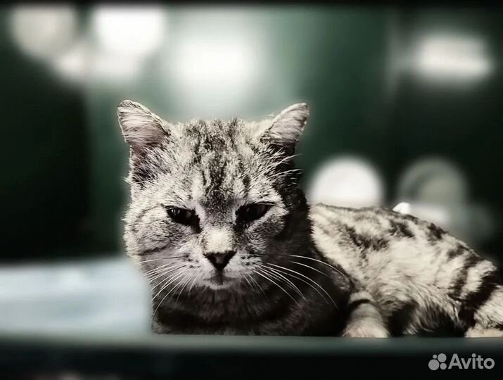 Кот в добрые руки
