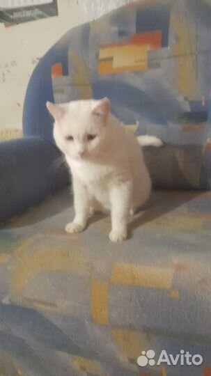 Кот в хорошие руки