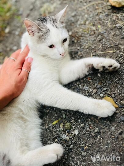 Кошка в дар бесплатно