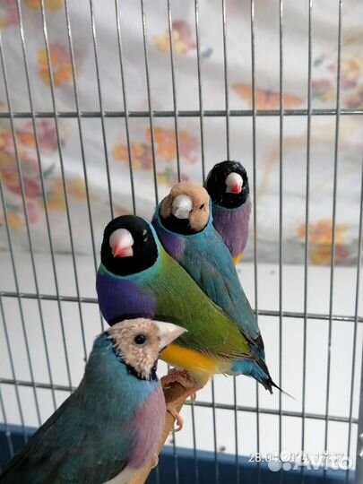 Амадины гульда