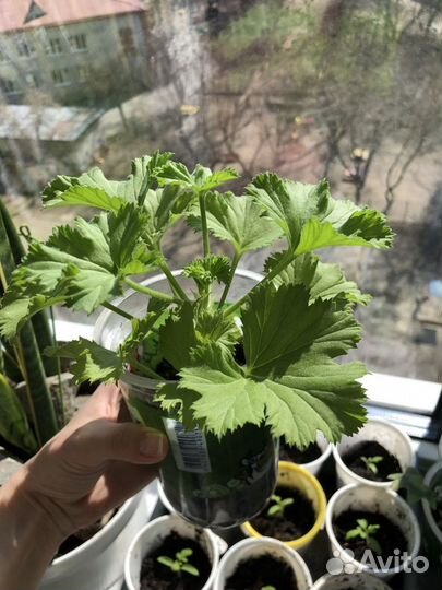 Королевская пеларгония герань