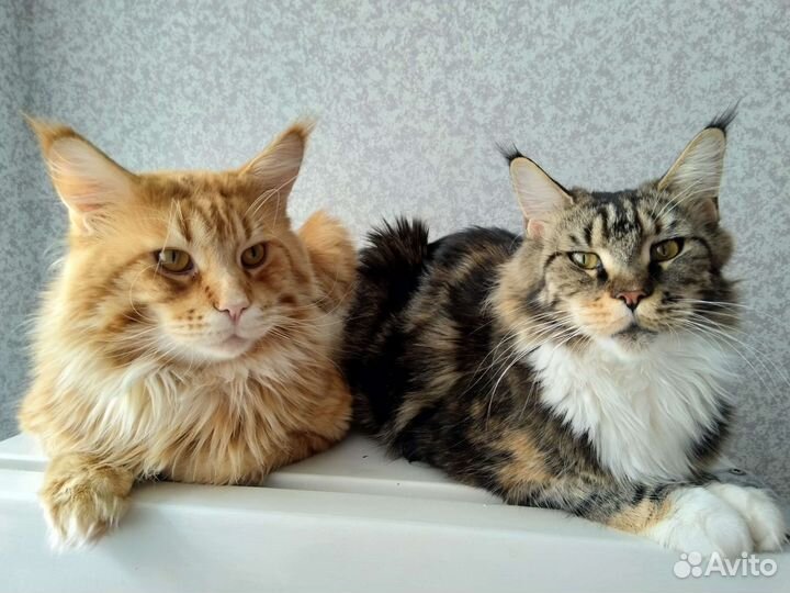 Пара мейн-кун