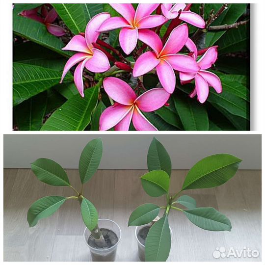 Плюмерия Тайланд