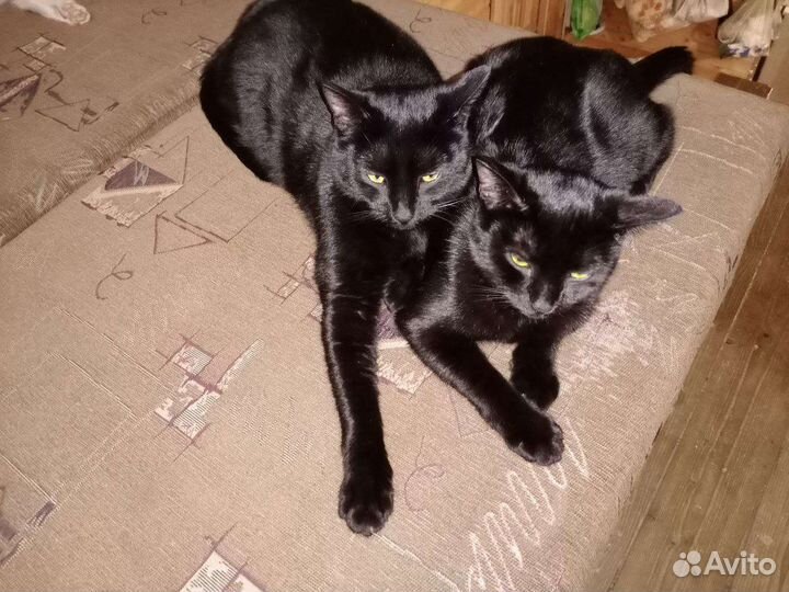 Кошки в добрые ручки