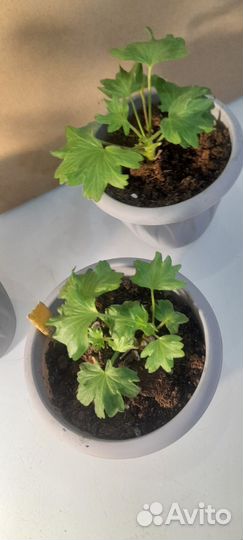 Пеларгония Edwards finn(стеллар) и розебунда Anita