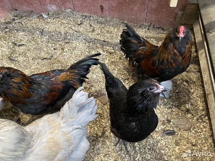 Петушок : Америукана