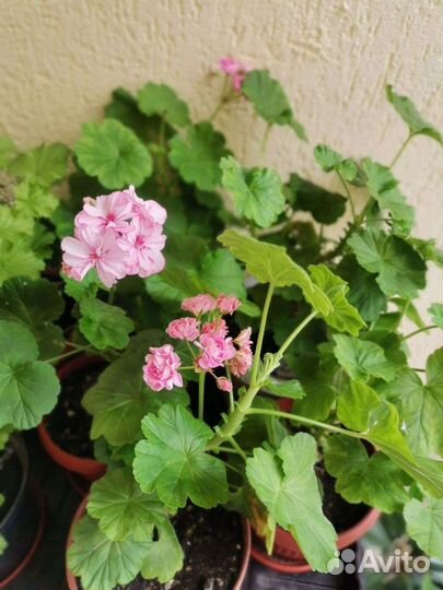 Цветы растения,спатифилум,калла,катарантус