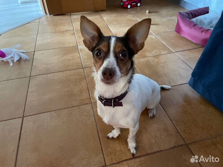 Джек Рассел терьер