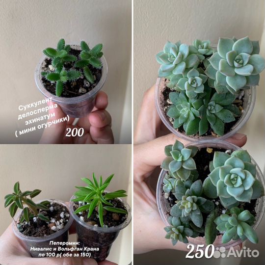 Часть 1. каллизия, суккуленты, комнатные