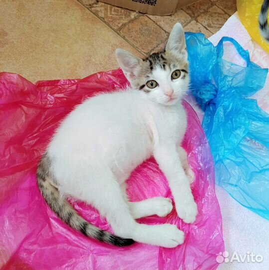 Котенок 2 месяца девочка