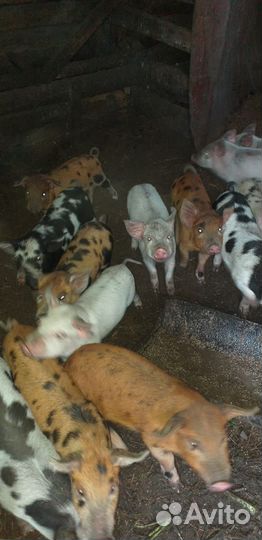 Поросенок ландрас