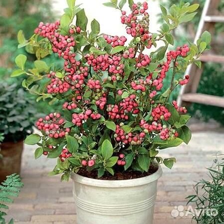 Саженцы голубики Бонус, Патриот, Бригитта, лимонад