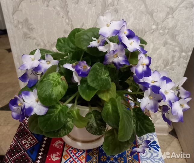 Фиалка в горшках