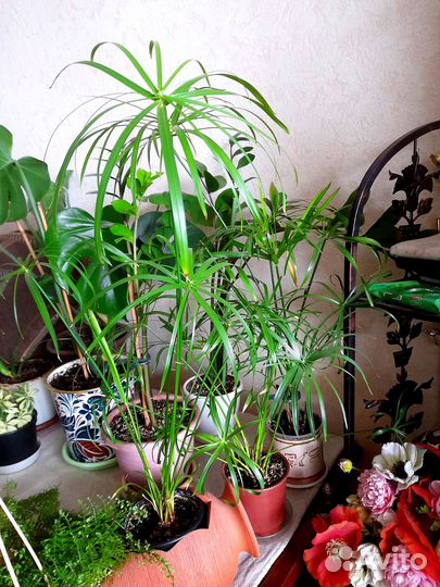 Растения для офиса, кафе, большого дома