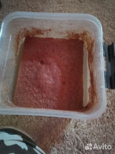 Трубочник изя