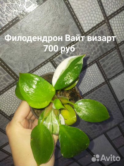 Филодендроны разные