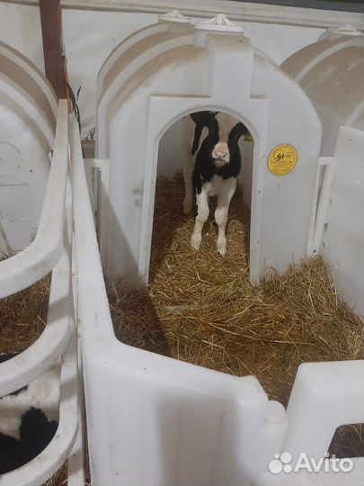 Быки и телки