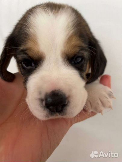 Щенки бигль