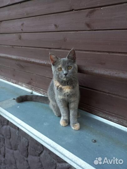 Кот в дар бесплатно