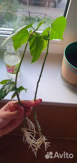 Гибискус черенки, роза