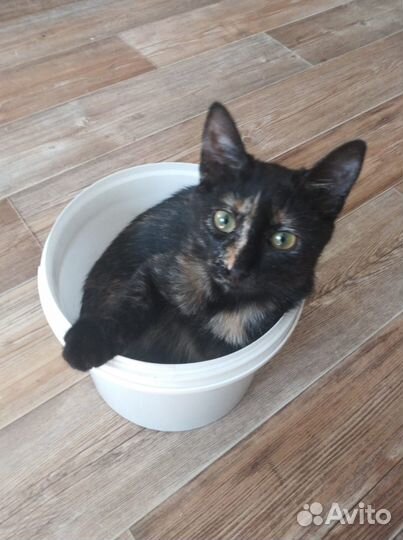 Девочка-черепашка ищет дом (из приюта)