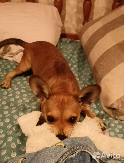 Собака-потеряшка