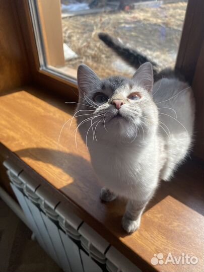 Отдам в добрые руки двух прекрасных котят)