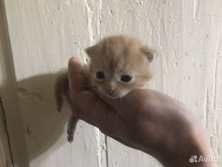 Кошка в дар бесплатно